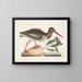 Hematopode, il pescatore di ostriche - Mark Catesby — quadro incorniciato alla parete