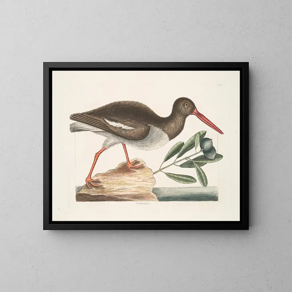 Hematopode, il pescatore di ostriche - Mark Catesby — quadro incorniciato alla parete