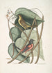 Icterus minor L'oiseau bâtard de Baltimore Bignonia Urusu foliis c Albero catalpa - Mark Catesby — vista dell’opera