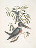Ispida c Le Martin-pêcheur Myrtus c Le myrte à feuilles étroites - Mark Catesby — vista dell’opera