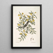 Jasminum luteum Le jasmin jaune Muscicapa nigrescens Le gobe-mouche à tête noire - Mark Catesby — quadro incorniciato alla parete