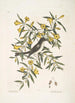 Jasminum luteum Le jasmin jaune Muscicapa nigrescens Le gobe-mouche à tête noire - Mark Catesby — vista dell’opera