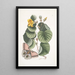 Ketmia L'arbre Mano Phalna fusca c - Mark Catesby — quadro incorniciato alla parete