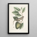 Lacertus Indicus L'iguane Anona - Mark Catesby — quadro incorniciato alla parete