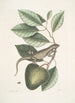 Lacertus Indicus L'iguane Anona - Mark Catesby — vista dell’opera