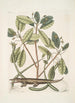 Lacertus L'alligator - Mark Catesby — vista dell’opera