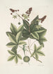 Lacertus viridis Carolinensis Le lézard vert de Caroline Stirax Aceris folio Le copalme - Mark Catesby — vista dell’opera