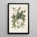 Lacertus viridis Carolinensis Le lézard vert de Caroline Stirax Aceris folio Le copalme - Mark Catesby — quadro incorniciato alla parete