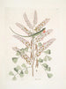 Lacertus veridis jamaïcain Le lézard vert de Jamaïque Lignum Campechianum Logwood - Mark Catesby — vista dell’opera