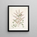 Lacertus veridis jamaïcain Le lézard vert de Jamaïque Lignum Campechianum Logwood - Mark Catesby — quadro incorniciato alla parete
