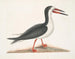 Larus major, il grande gabbiano - Mark Catesby — vista dell’opera
