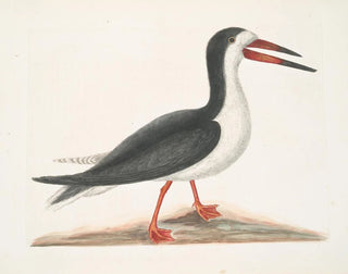 Larus major, il grande gabbiano - Mark Catesby — vista dell’opera