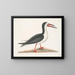 Larus major, il grande gabbiano - Mark Catesby — quadro incorniciato alla parete