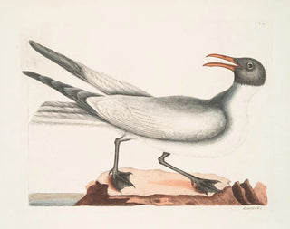 Il gabbiano ridente - Mark Catesby — vista dell’opera