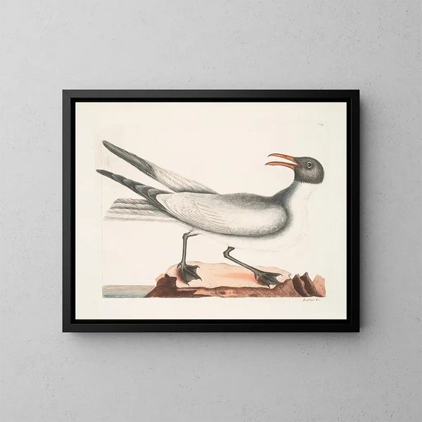 Il gabbiano ridente - Mark Catesby — quadro incorniciato alla parete