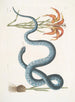 Lilium c Il Giglio Rosso Anguis c Il Serpente Wampum - Mark Catesby — vista dell’opera