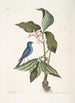 Linaria crulea Le linot bleu Solanum triphyllon flore hexapetalo carneo - Mark Catesby — vista dell’opera