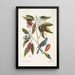 Magnolia Lauri folio Subtus albicante Le laurier doux à fleurs Coccothraustes coeruleus Le gros-bec bleu - Mark Catesby — quadro incorniciato alla parete