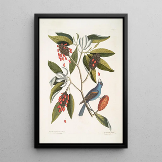 Mark Catesby - Magnolia Lauri folio Subtus albicante The Sweet flowring Bay Coccothraustes coeruleus The blew Grosbeak.webp