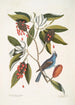 Magnolia Lauri folio Subtus albicante Le laurier doux à fleurs Coccothraustes coeruleus Le gros-bec bleu - Mark Catesby — vista dell’opera