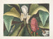 Magnolia, l'albero con gli ombrelli - Mark Catesby — vista dell’opera