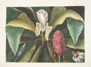 Magnolia, l'albero con gli ombrelli - Mark Catesby — vista dell’opera