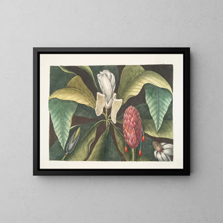 Magnolia, l'albero con gli ombrelli - Mark Catesby — quadro incorniciato alla parete