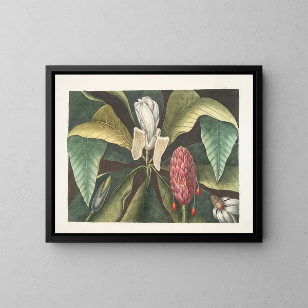 Magnolia, l'albero con gli ombrelli - Mark Catesby — quadro incorniciato alla parete