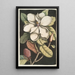 Magnolia altissima Le laurier de Caroline - Mark Catesby — vista dell’opera