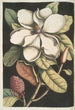 Magnolia altissima Le laurier de Caroline - Mark Catesby — quadro incorniciato alla parete