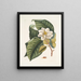 Magnolia serait blanc c Ant villosa rouge La Fourmi de Velours - Mark Catesby — quadro incorniciato alla parete