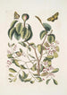 Mancanilla Pyri facie Le mancenillier Viscum foliis latioribus Papilio medius c - Mark Catesby | Reproduction — vista dell’opera
