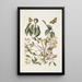 Mancanilla Pyri facie Le mancenillier Viscum foliis latioribus Papilio medius c - Mark Catesby | Reproduction — quadro incorniciato alla parete
