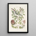 Manghala c Frutex c Cancellus terrestris Bahamensis Le bernard-l'ermite - Mark Catesby — quadro incorniciato alla parete