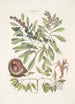 Manghala c Frutex c Cancellus terrestris Bahamensis Le bernard-l'ermite - Mark Catesby — vista dell’opera