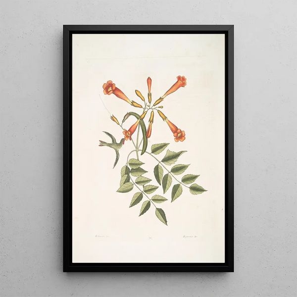 Mark Catesby - Mellivora c The Hummingbird Bignonia c The TrumpetFlower.webp