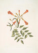 Mellivora c Le colibri Bignonia c La fleur trompette - Mark Catesby — vista dell’opera