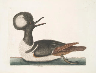 Mark Catesby - Mergus.webp