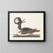 Mergule - Mark Catesby — quadro incorniciato alla parete