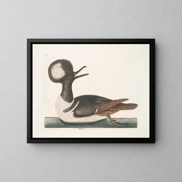 Mergule - Mark Catesby — quadro incorniciato alla parete
