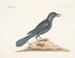 Il corvo viola - Mark Catesby — vista dell’opera