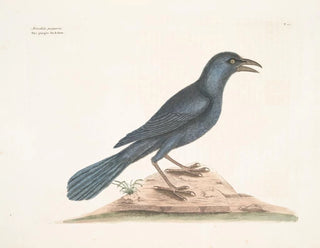 Il corvo viola - Mark Catesby — vista dell’opera