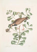 Morinellus marinus Le tournepierre ou pluvier de mer Frutex c - Mark Catesby — vista dell’opera