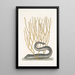 Murna maculata nigra La murène noire Lithophyton c - Mark Catesby — quadro incorniciato alla parete