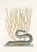 Murna maculata nigra La murène noire Lithophyton c - Mark Catesby — vista dell’opera