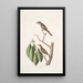 Muscicapa fusca Le petit gobe-mouche brun Muscicapa oculis rubris Le gobe-mouche aux yeux rouges Arbor Lauri fol c - Mark Catesby — quadro incorniciato alla parete