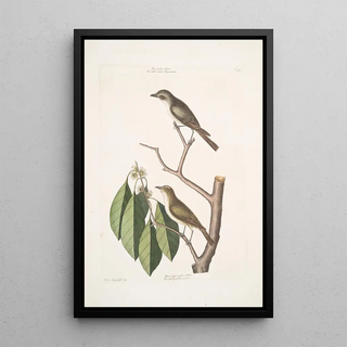 Mark Catesby - Muscicapa fusca the little brown Flycatcher Muscicapa oculis rubris The red Eyed Flycatcher Arbor Lauri fol c.webp