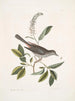 Muscicapa vertice nigro L'oiseau-chat Alni folia Americana serrata - Mark Catesby — vista dell’opera