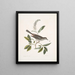 Muscicapa vertice nigro L'oiseau-chat Alni folia Americana serrata - Mark Catesby — quadro incorniciato alla parete