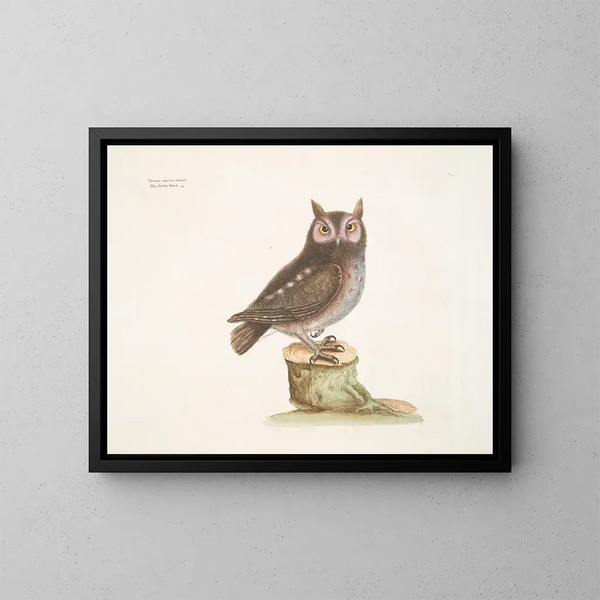 La petite hulotte - Mark Catesby — quadro incorniciato alla parete